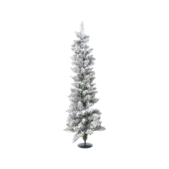 Smreka Pencil pine snežna mini 90 cm