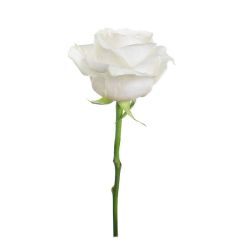 Umetna Vrtnica bela 23 cm 1 kom